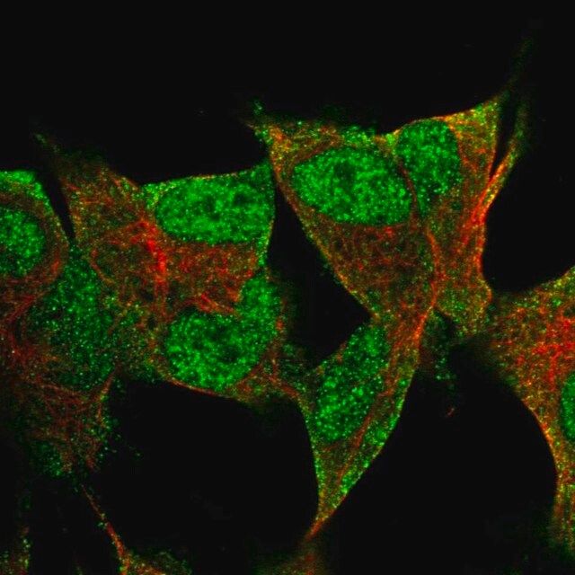 Anti-PRR3 antibody produced in rabbit