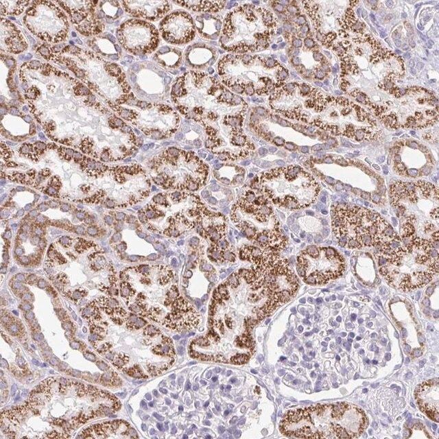 Anti-PRRG3 antibody produced in rabbit