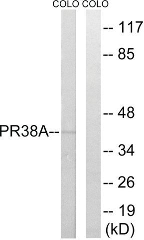 Anti-PRPF38A antibody produced in rabbit