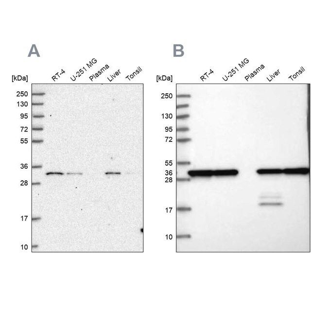 Anti-PSMA1 antibody produced in rabbit