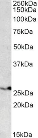 Anti-PSMB4 antibody produced in goat