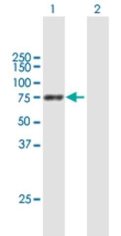 Anti-PPEF1 antibody produced in mouse