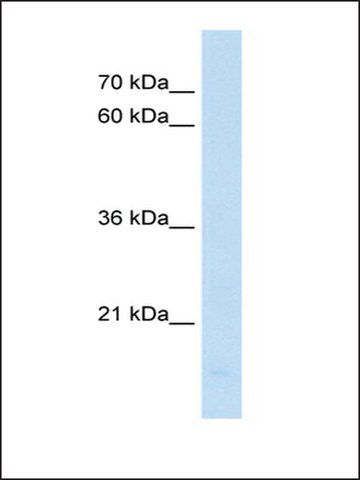 Anti-PPIF antibody produced in rabbit