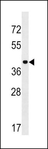 ANTI-PPIL5 (CENTER) antibody produced in rabbit