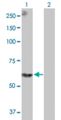 Anti-PPIL4 antibody produced in rabbit