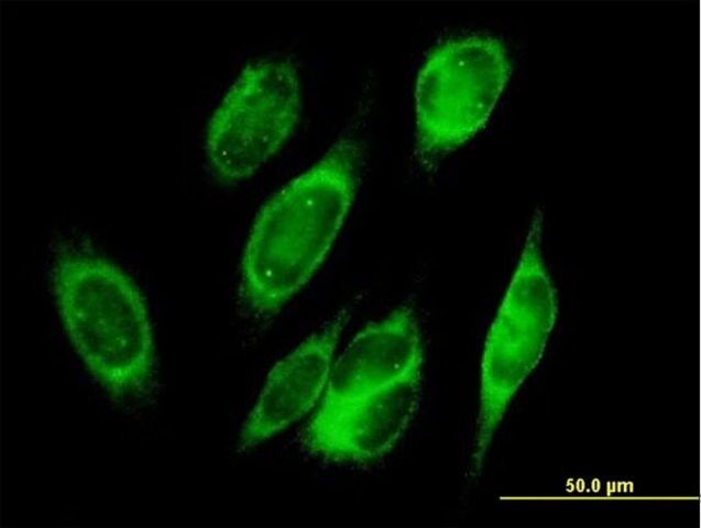 Anti-PRDX4 antibody produced in mouse