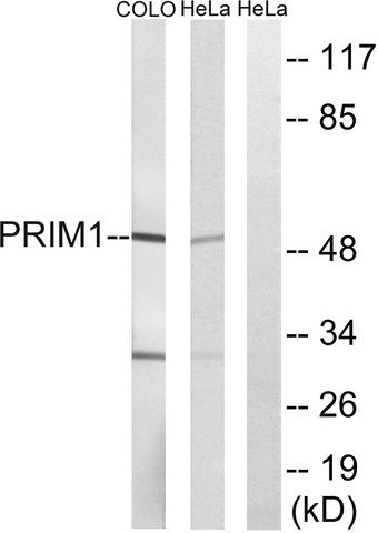 Anti-PRIM1 antibody produced in rabbit