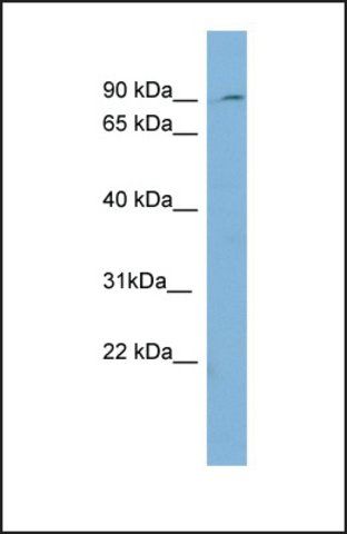 Anti-PREP antibody produced in rabbit