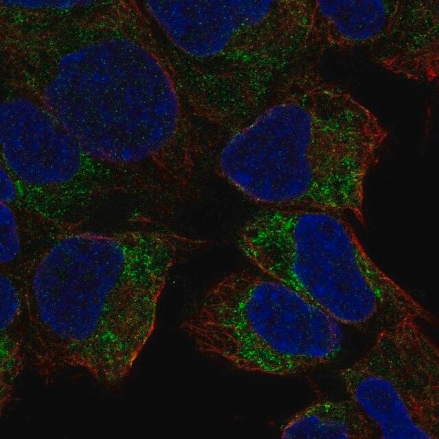Anti-PREX2 antibody produced in rabbit