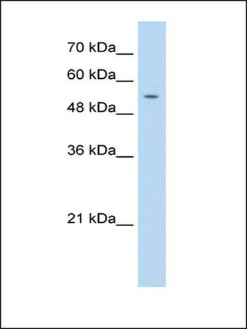 Anti-PRIM1 antibody produced in rabbit