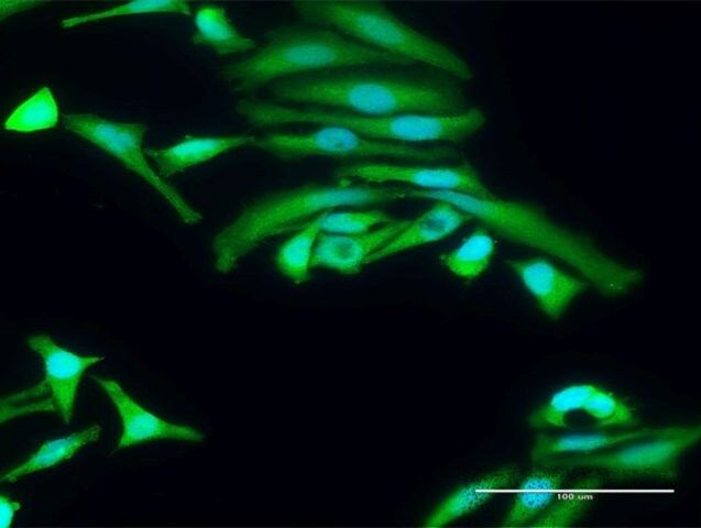 Anti-PRKAA2 antibody produced in rabbit