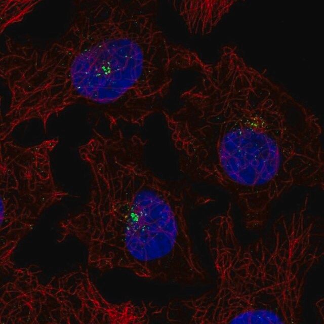 Anti-PRKCQ antibody produced in rabbit