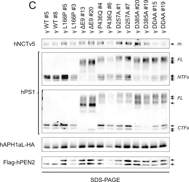 Anti-Presenilin-1 Antibody, NT, clone hPS1-NT