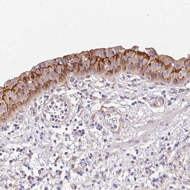 Anti-PRIMA1 antibody produced in rabbit