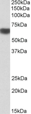Anti-PRKAA2 antibody produced in goat