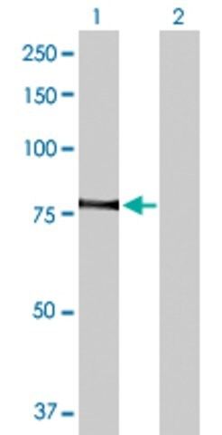 Anti-PRKCQ antibody produced in rabbit