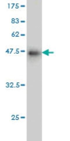 ANTI-PRL antibody produced in mouse