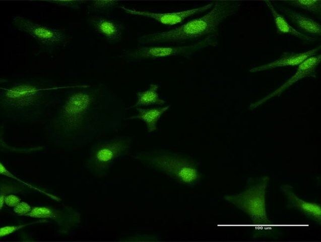 Anti-PRKAG1 antibody produced in rabbit
