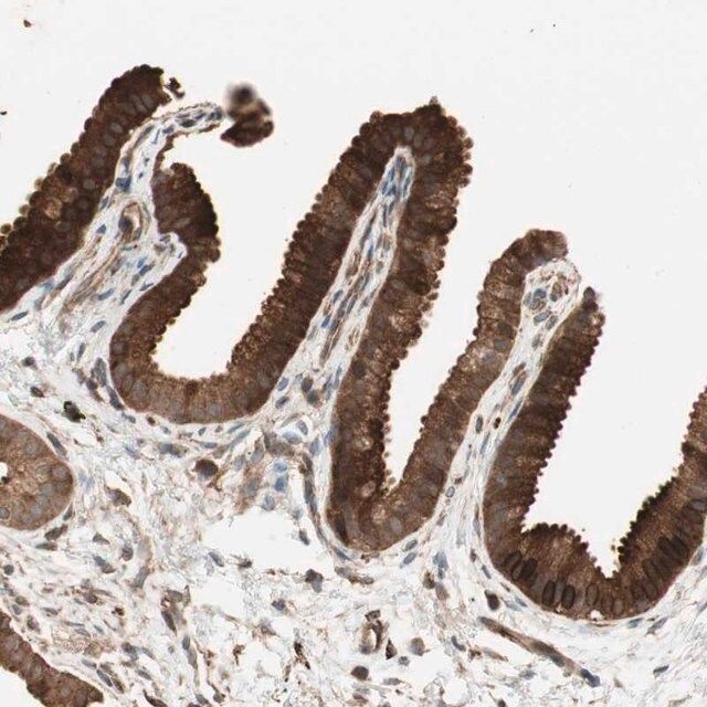 Anti-PRKG1 antibody produced in rabbit