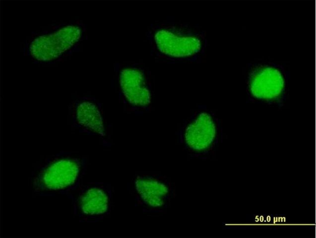 Anti-PRMT6 antibody produced in mouse