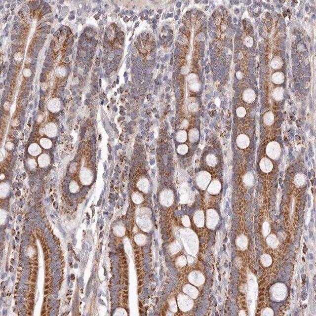 Anti-PRMT2 antibody produced in rabbit