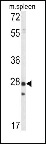 ANTI-PRL1 antibody produced in rabbit