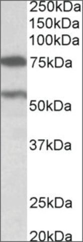 Anti-PRODH antibody produced in goat