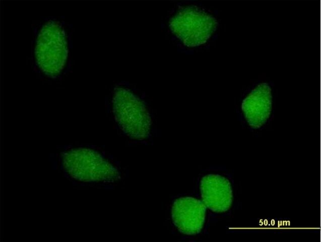 Anti-PRMT7 antibody produced in mouse