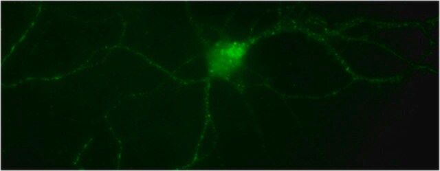 Anti-phospho-TrkA (Tyr794) Antibody