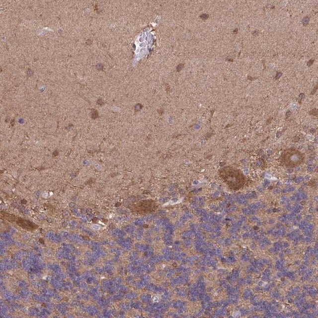 Anti-PIGZ antibody produced in rabbit