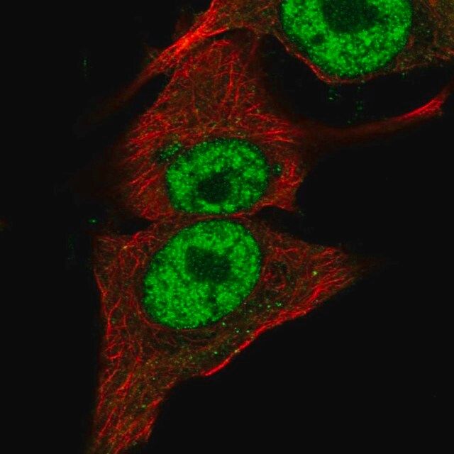 Anti-PIK3CB antibody produced in rabbit
