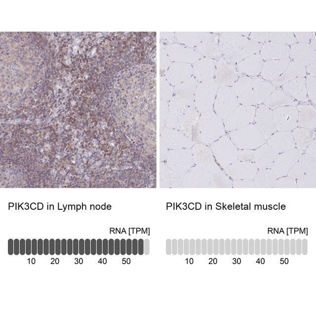 Anti-PIK3CD antibody produced in rabbit