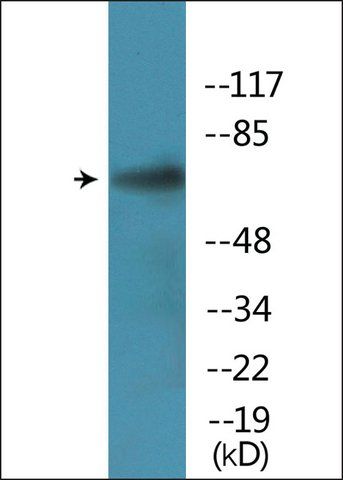 Anti-phospho-PLK1 (pSer<sup>137</sup>) antibody produced in rabbit