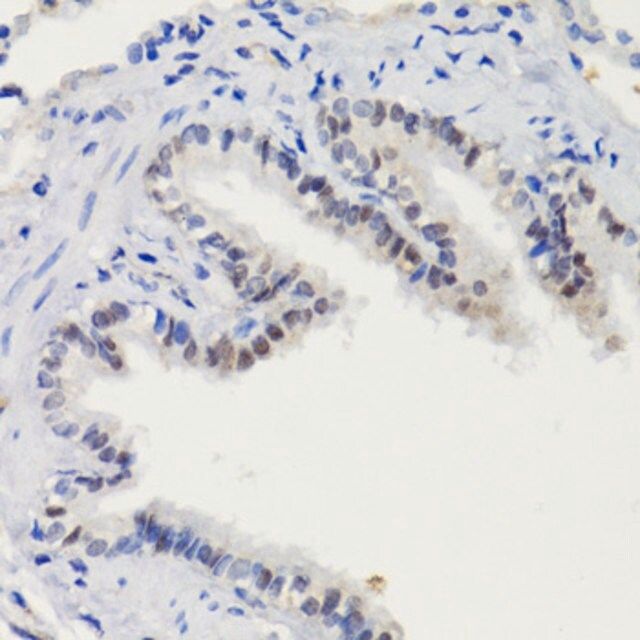Anti-Phospho-STAT3-S727 antibody produced in rabbit