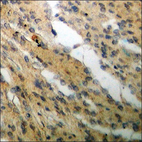 Anti-phospho-Cyclin C (pSer<sup>275</sup>) antibody produced in rabbit