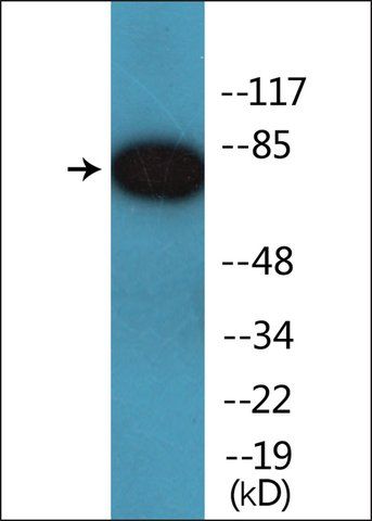 Anti-phospho-MRE11 (pSer<sup>264</sup>) antibody produced in rabbit