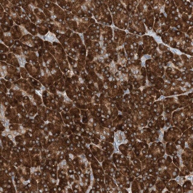 Anti-PHOSPHO2 antibody produced in rabbit