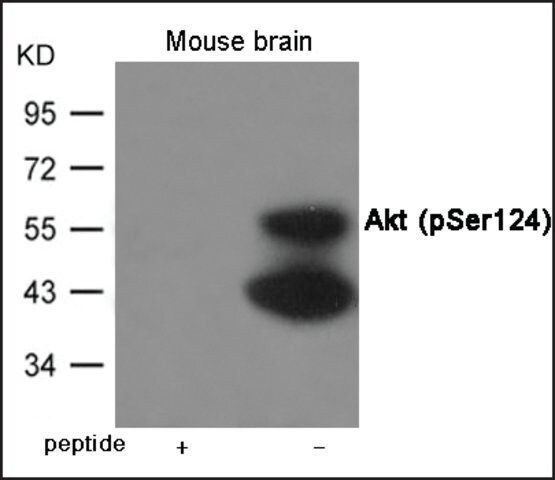 Anti-phospho-Akt (pSer<sup>124</sup>) antibody produced in rabbit