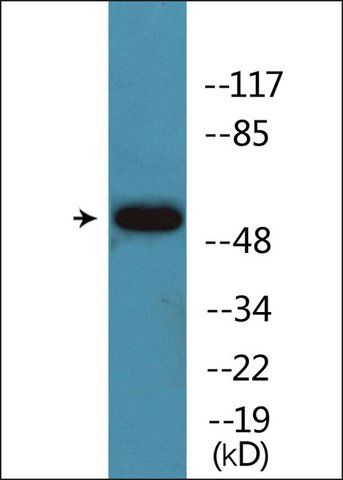 Anti-phospho-Akt (pSer<sup>124</sup>) antibody produced in rabbit