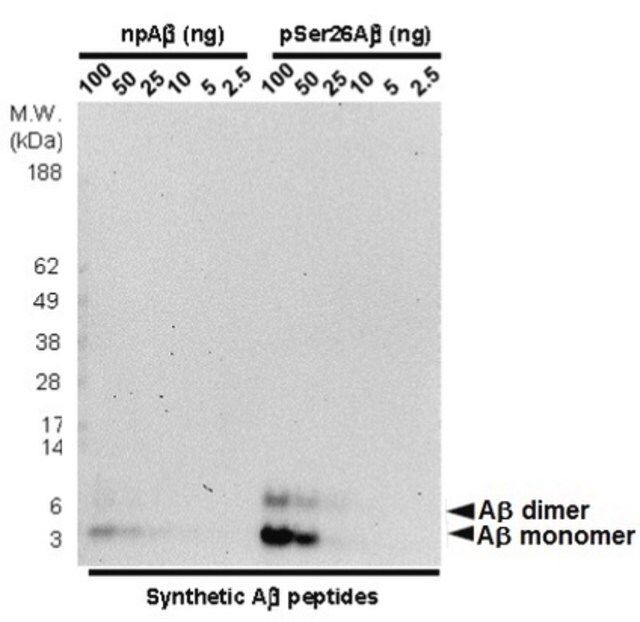 Anti-phospho-Amyloid beta Antibody (Ser26), clone 5H11C10