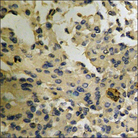 Anti-phospho-Arrestin 1 (pSer<sup>412</sup>) antibody produced in rabbit