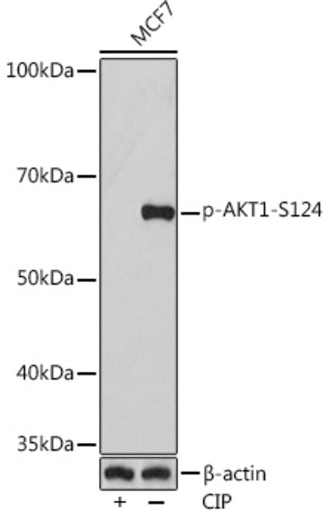 Anti-Phospho-AKT1-S124 antibody produced in rabbit