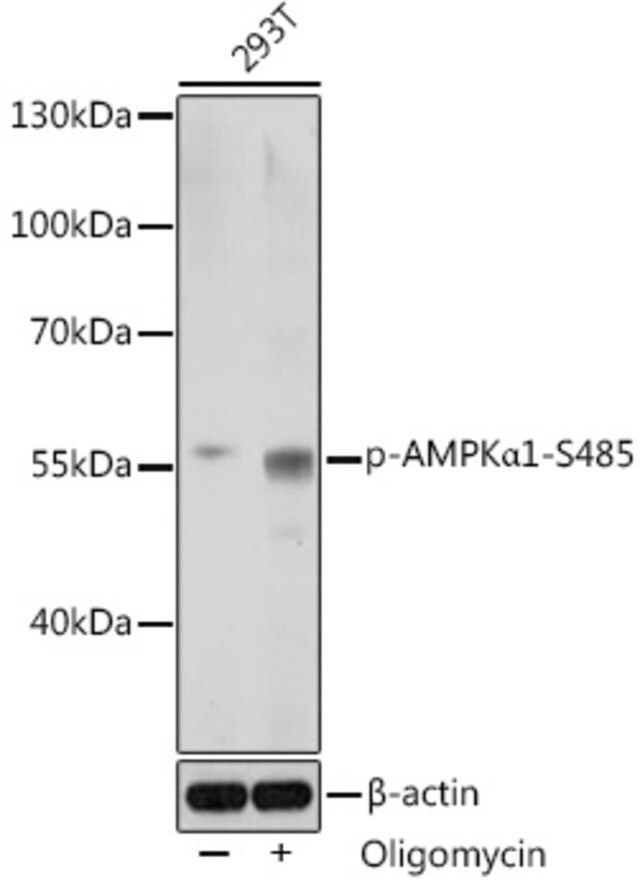 Anti-Phospho-AMPKα1-S485 antibody produced in rabbit