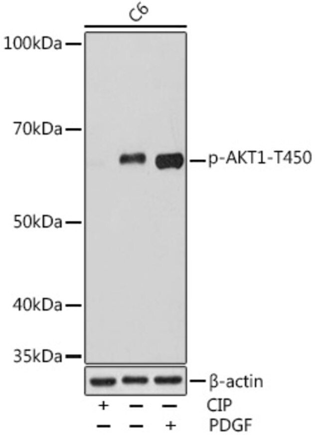 Anti-Phospho-AKT1-T450 antibody produced in rabbit