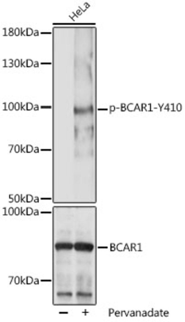 Anti-Phospho-BCAR1-Y410 antibody produced in rabbit