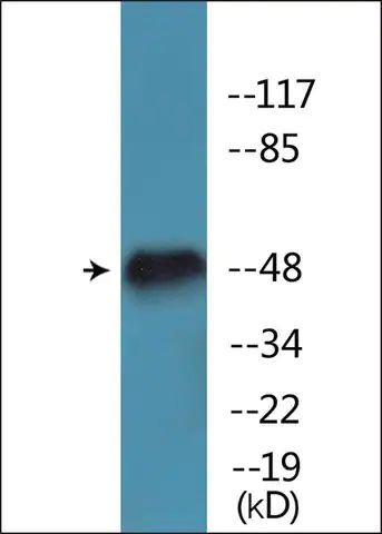 Anti-phospho-AML1 (pSer<sup>276</sup>) antibody produced in rabbit
