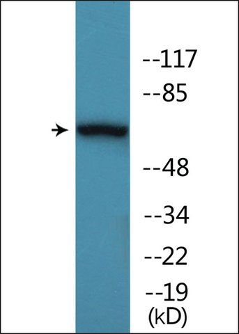 Anti-phospho-AKT1/3 (pTyr<sup>437/434</sup>) antibody produced in rabbit