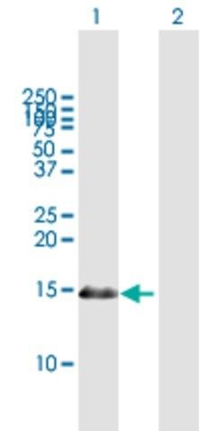 Anti-PDRG1 antibody produced in mouse