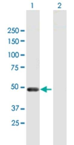 Anti-PELI2 antibody produced in mouse