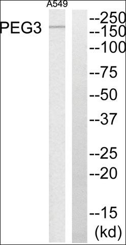 Anti-PEG3 antibody produced in rabbit
